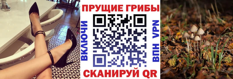 купить   Николаевск-на-Амуре  Псилоцибиновые грибы Cubensis 